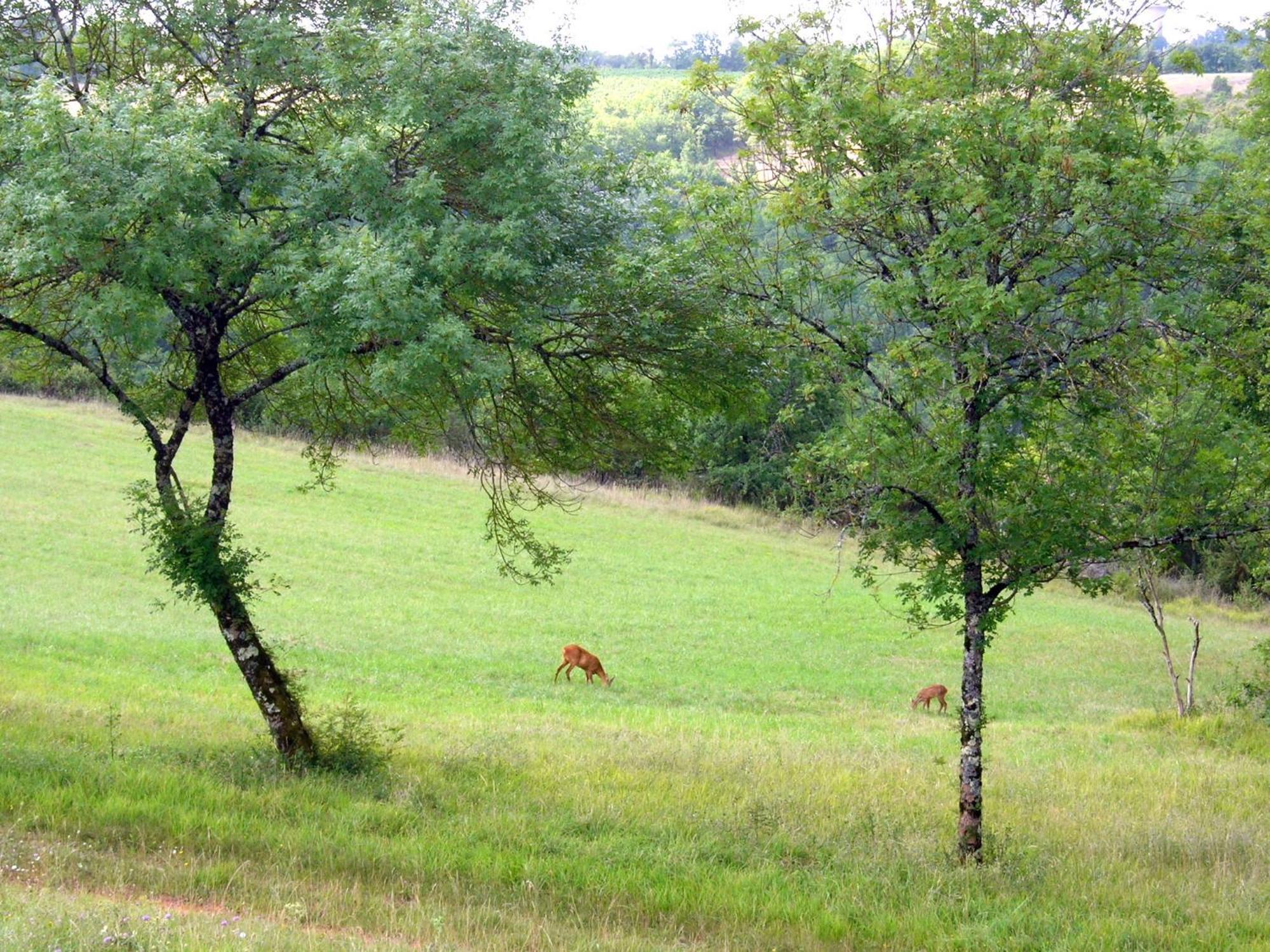 Les Hauts d'Albas Albas  Zimmer foto
